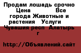 Продам лошадь срочно › Цена ­ 30 000 - Все города Животные и растения » Услуги   . Чувашия респ.,Алатырь г.